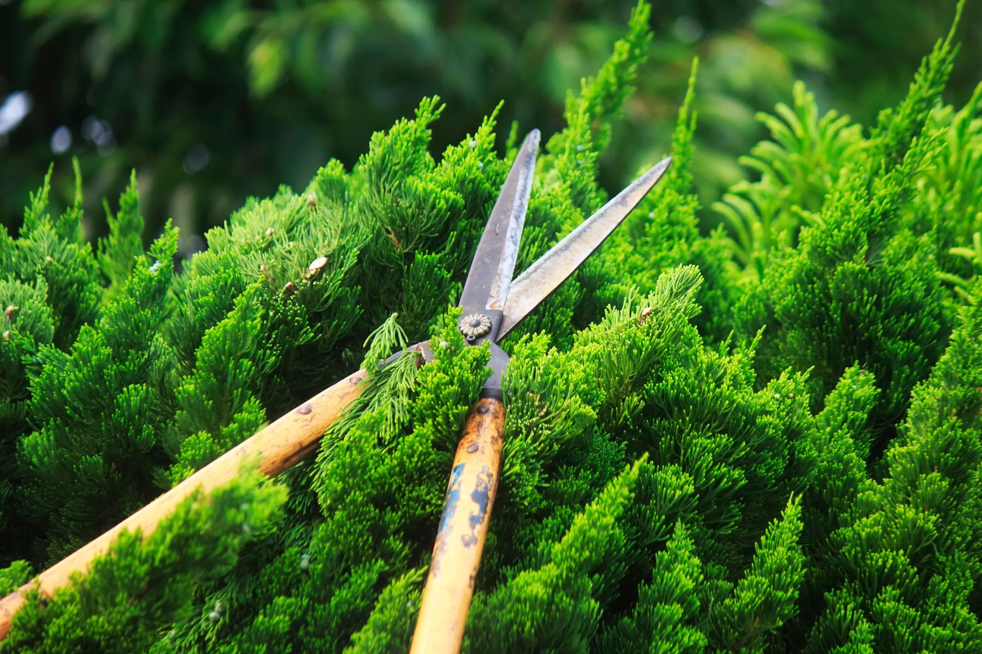 グリーンハンズ