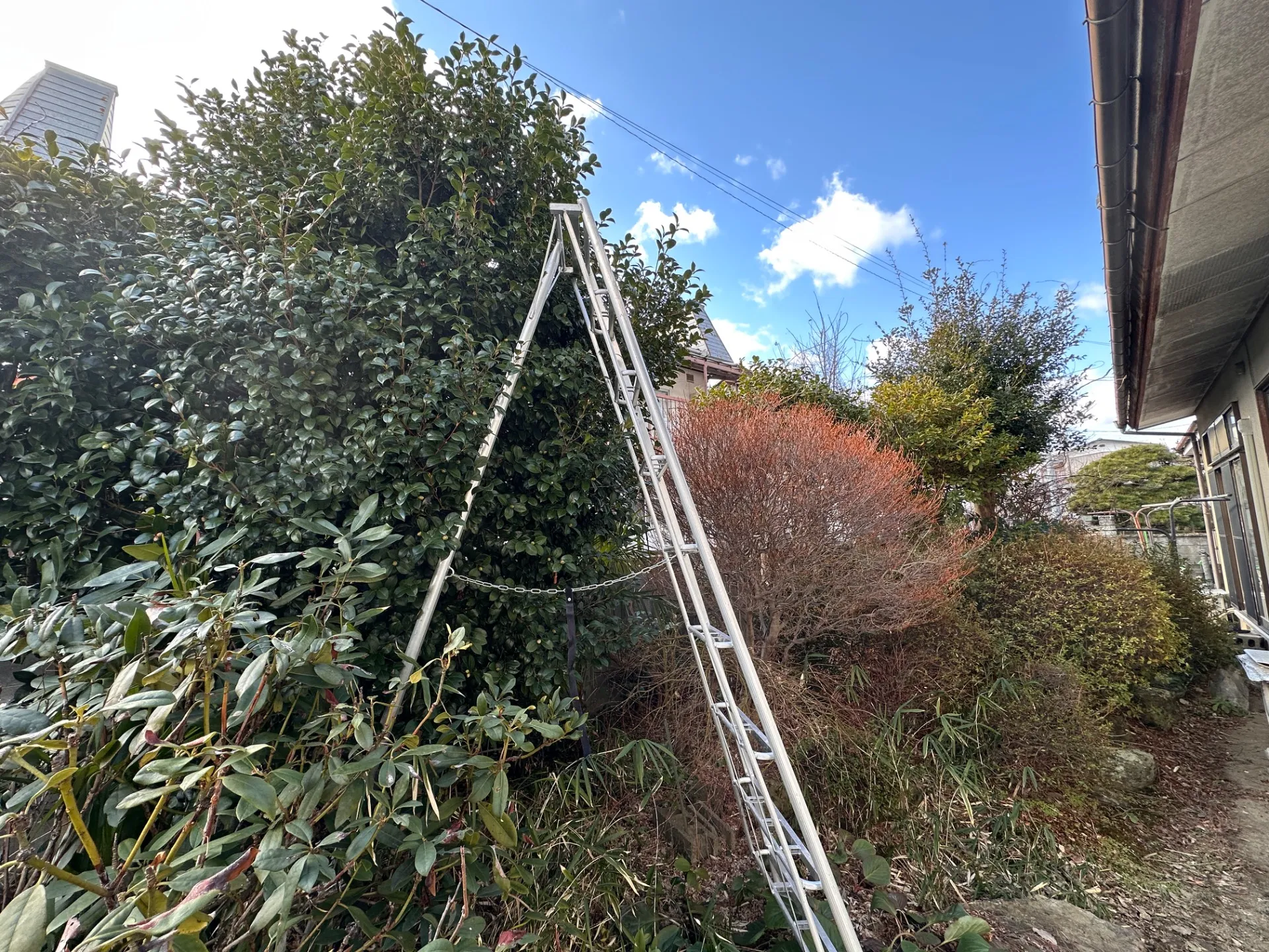 椿とハナミズキの剪定事例｜庭木のビフォーアフターと失敗しない剪定のポイント