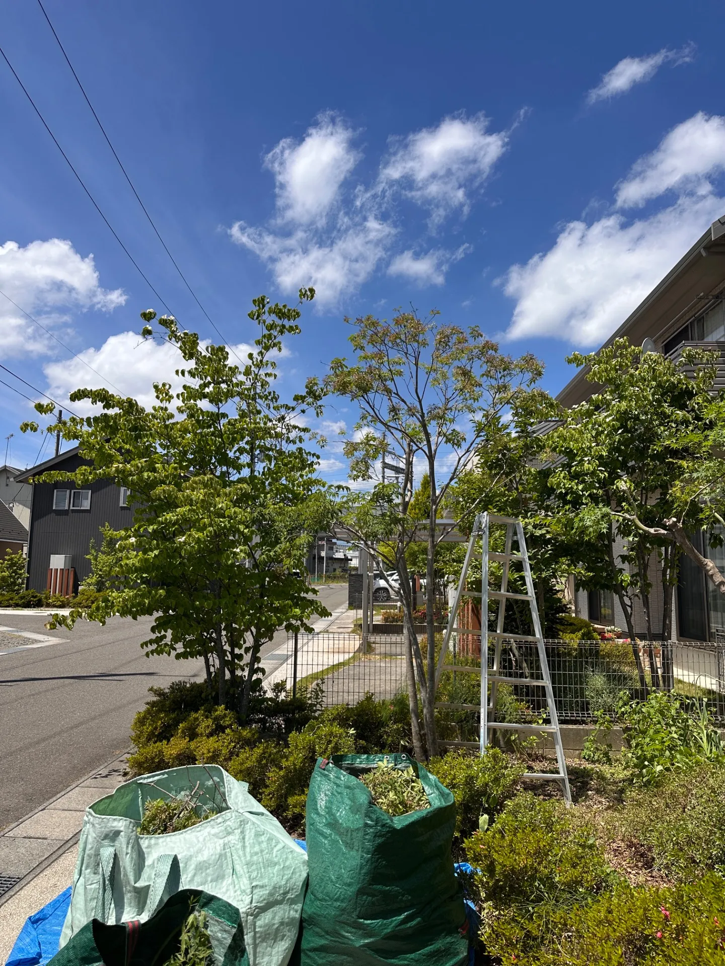 福島市　紅葉の剪定