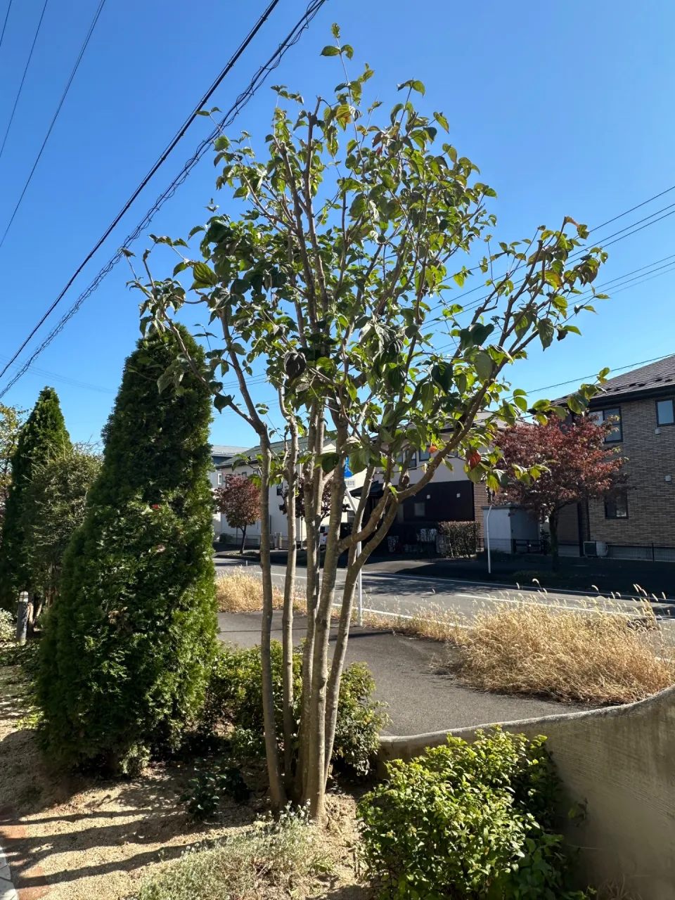 福島市個人宅の庭木剪定